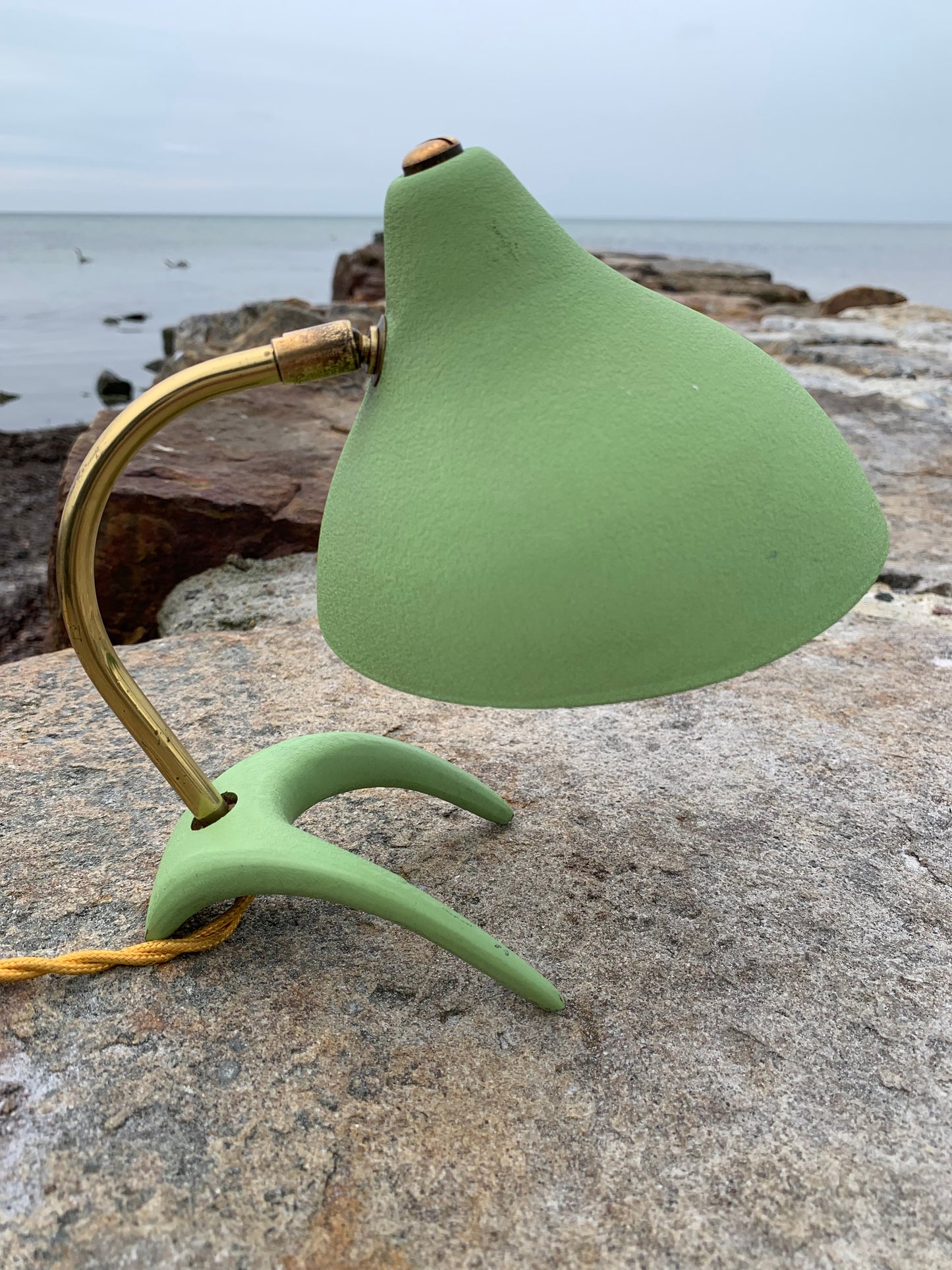 Cosack Crowfoot- Mini