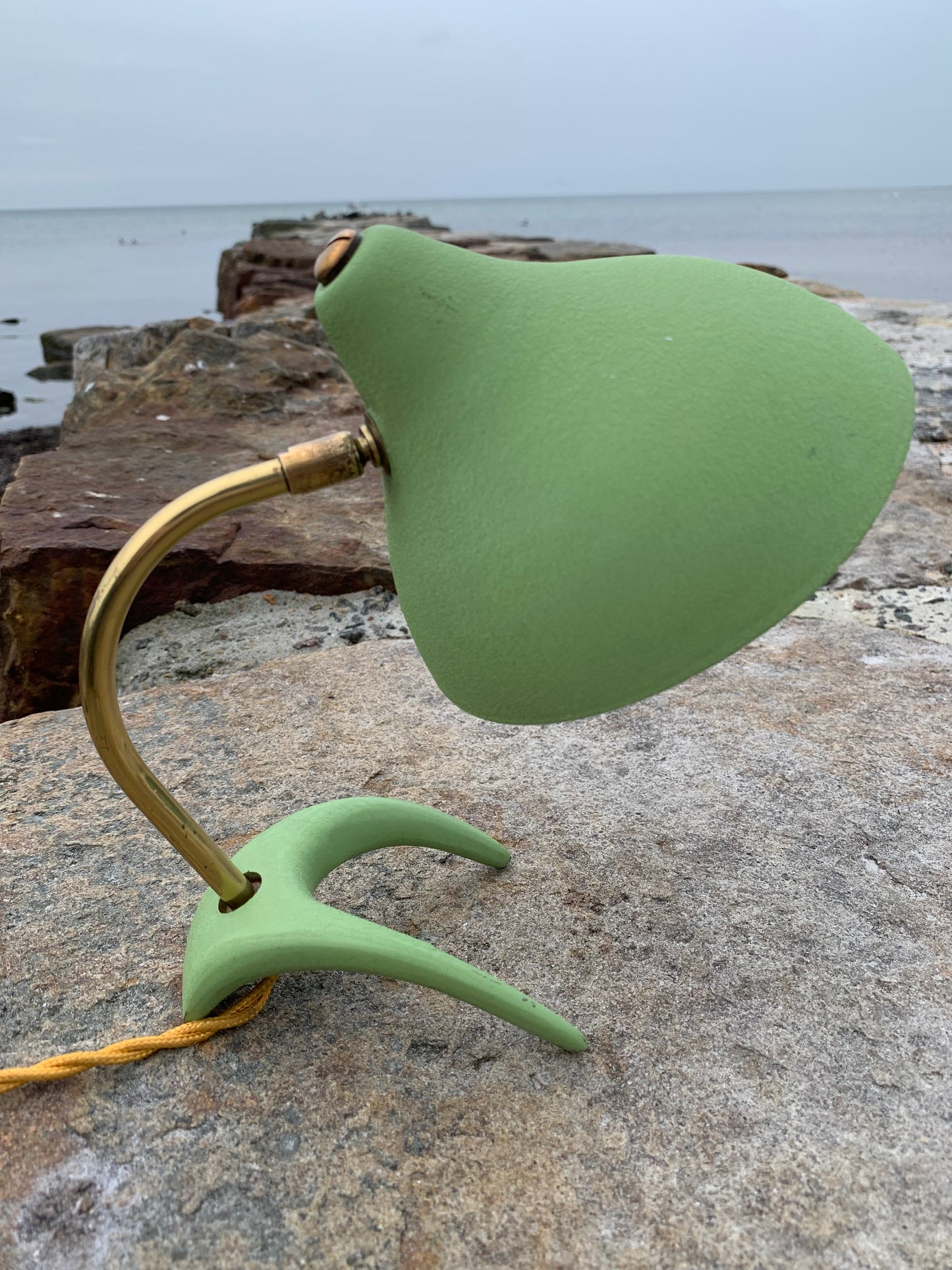 Cosack Crowfoot- Mini