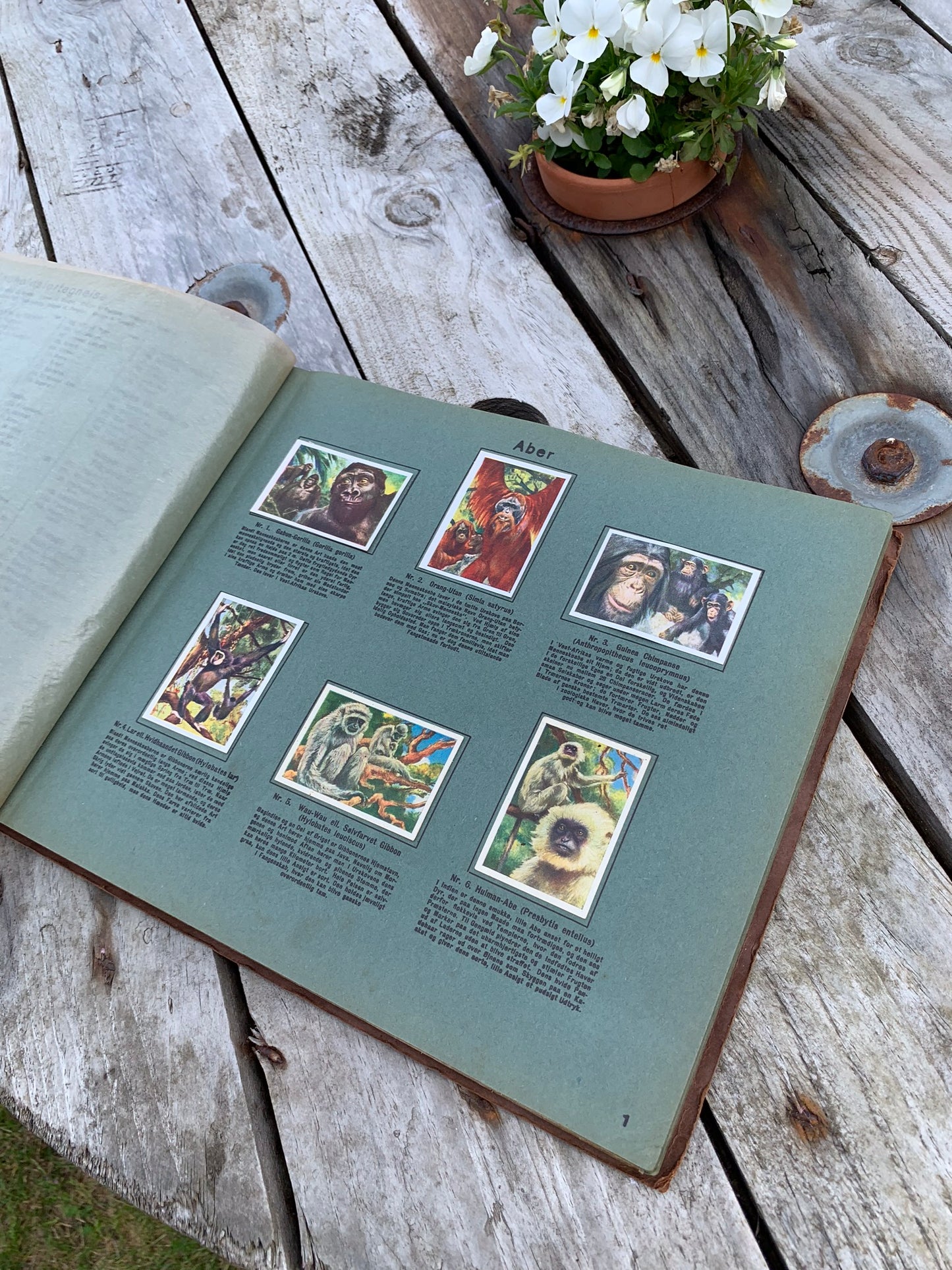 Rich’s samlealbum fra dyrenes verden (pattedyr)